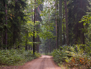 Image showing Ground road entering forest