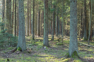 Image showing Coniferous stand of Bialowieza Forest in morning