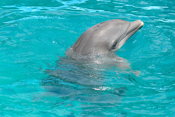 Image showing Dolphin in blue water