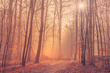 Image showing Forest landscape with mist and sunrise