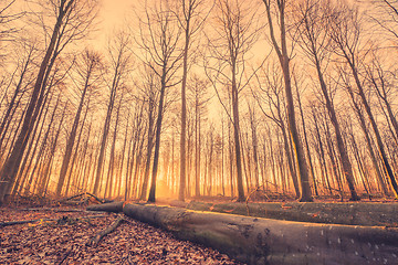 Image showing Lumber in a forest at sunrise