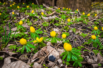 Image showing Many eranthis flowers in a forest