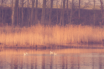 Image showing Birds in a lake with rushes