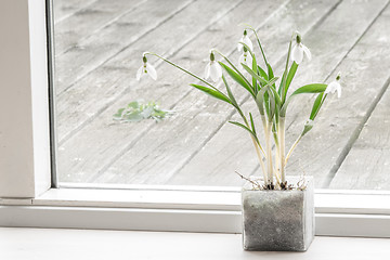 Image showing Flower pot with snowdrop flowers