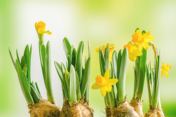 Image showing Yellow daffodil lilys on a green background