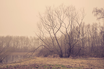 Image showing Trees without leaves in the mist