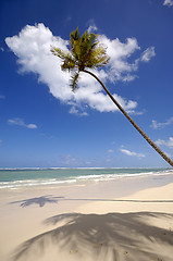 Image showing Palm on exotic beach