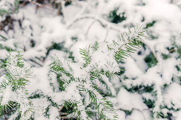 Image showing Pine fir twig in the snow