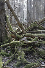 Image showing Moss wrapped broken branch lying