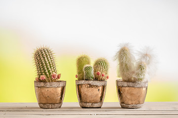 Image showing Three cactus on a wooden table