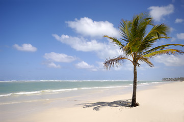 Image showing Caribbean beach with palm and white sand