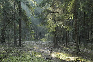 Image showing Coniferous stand of Bialowieza Forest in sunset