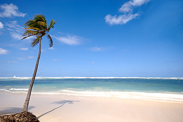 Image showing Beach with palm and white sand