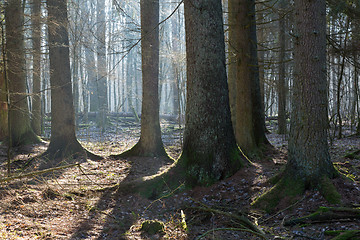 Image showing Coniferous stand of Bialowieza Forest in morning