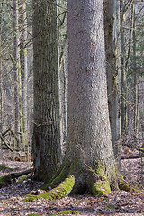 Image showing Old spruce in foreground and old oak in background