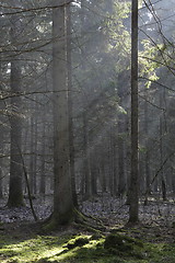 Image showing Sunbeam entering rich coniferous forest