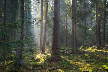 Image showing Sunbeam entering old coniferous stand of Bialowieza Forest