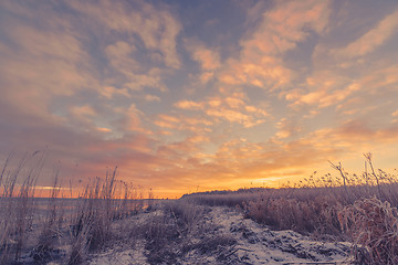 Image showing Frozen grass at the sea shore