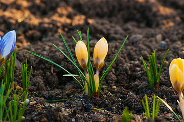 Image showing Springtime crocus flowers in a garden