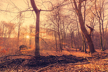 Image showing Beautiful sunrise in a forest