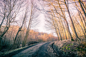 Image showing Road in a forest at autumn