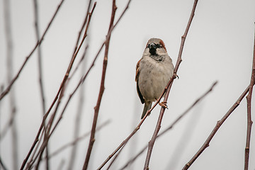 Image showing Sparrow on a twig in the wintertime