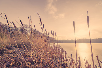 Image showing Reeds in the sunset