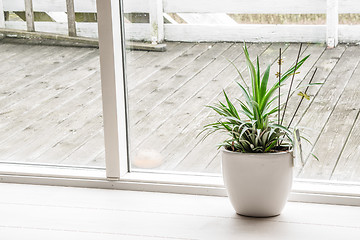 Image showing Green plant in an indoor pot