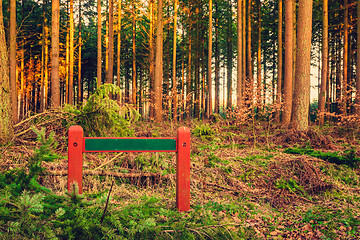 Image showing Sign in a pine forest