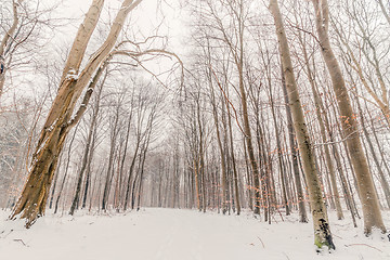 Image showing Naked trees in the forest in the winter