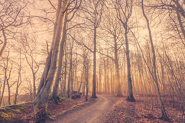 Image showing Sunrise in a misty forest