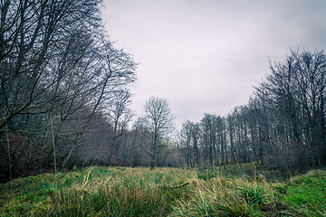 Image showing Green meadow in a forest