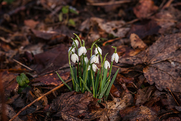 Image showing Snowdrop flowers covered with dark leaves