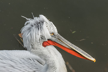 Image showing Close-up of a pelican in a river