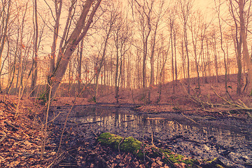 Image showing Swamp in a forest at sunrise