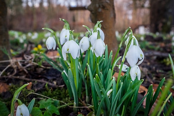 Image showing Snowdrops in the garden in february