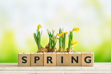 Image showing Daffodil flowers and the word spring