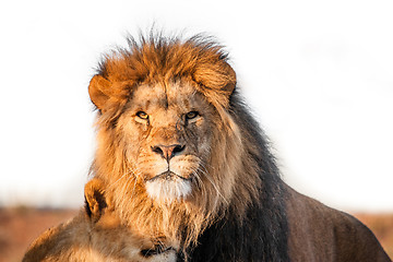 Image showing Two lions togenther on the savannah