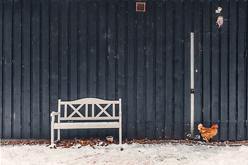 Image showing Chicken looking for food in the winter