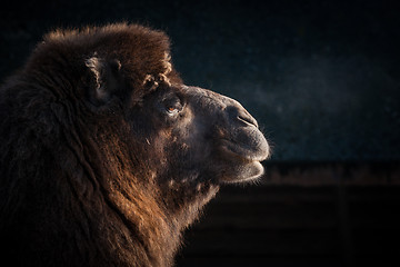 Image showing Close-up of a camels head