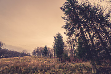 Image showing Prairie with tall pine trees