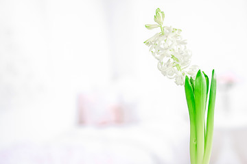 Image showing Hyacinth flower with green leaves