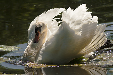 Image showing beautiful swan