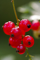 Image showing red currants