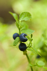 Image showing blueberry