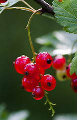 Image showing red currants