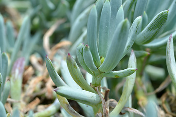 Image showing Blue Chalk Sticks 