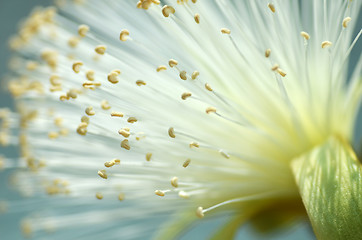 Image showing Detail flower of shaving bush tree 