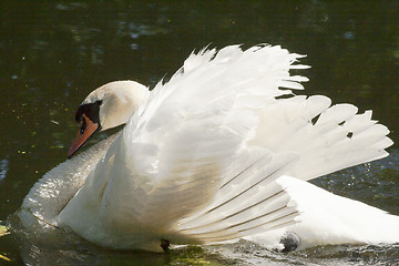 Image showing male swan