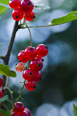 Image showing red currants